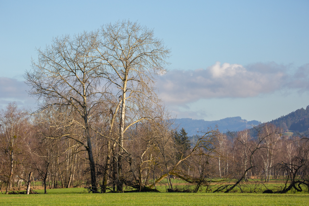 Lauteracherried im Jänner 17